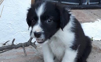 Clínica Veterinaria el Torcal