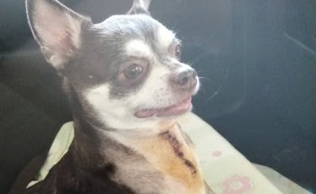 Clínica Veterinaria Casa Campo