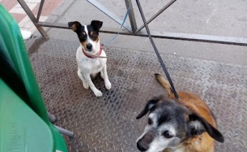 Centro Veterinario El Puente