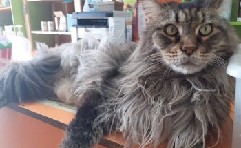 Centro Veterinario Serramar