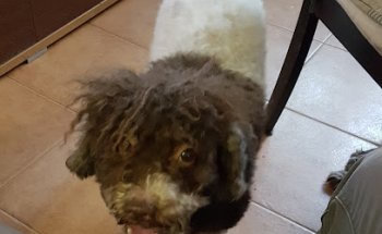 Clínica Veterinaria Cuca Martín