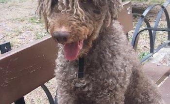 Canitas Veterinaria Málaga - CC Los Patios