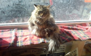 Clínica - Centro Veterinario Mininos