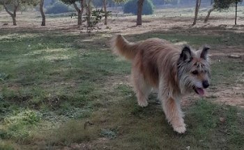 Clínica Veterinaria Benejuzar