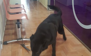 CLINICA VETERINARIA ANIMALARIUM