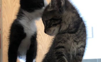 Mi Maskota - Clínica Veterinaria