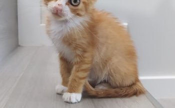 Garfield Veterinarios C B