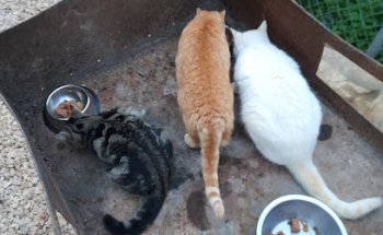 La Vereda Veterinarios