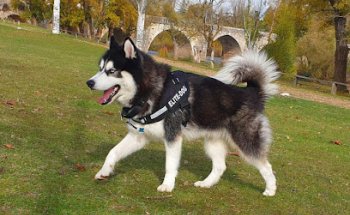 CLÍNICA VETERINARIA LA ESTACIÓN