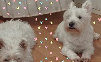 Clínica Veterinaria Huellas