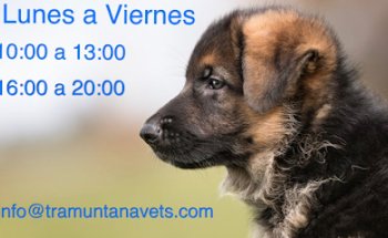 Serveis Veterinaris Tramuntana