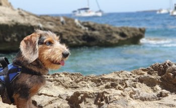 Clínica Veterinària Son Ferrer Comunidad De Bienes