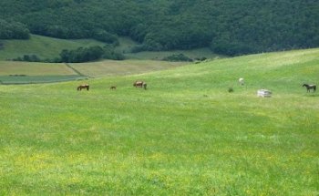 Hospital Equino de Navarra