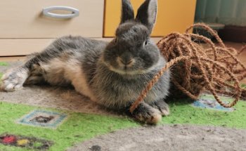 Clínica Veterinaria Alaiz