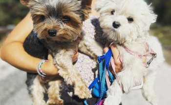 Puppy Veterinary Clinic