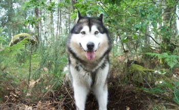 Clínica Veterinara Don Can