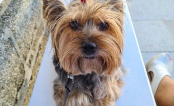 Clínica Veterinaria Ponte Caldelas