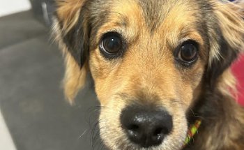 Clínica Veterinaria Ciavet