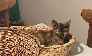 Veterinaria Güímar