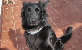 Veterinary clinic Miguel A. Morales Bello