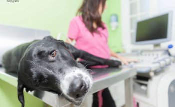 Clínica Veterinaria Parque San Benito