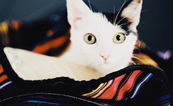 Consultorio Veterinario Barranco Las Lajas