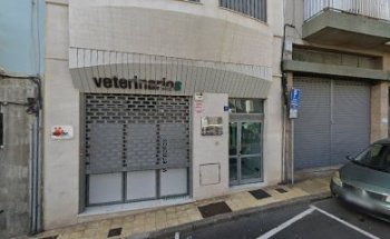 College of Veterinary Surgeons