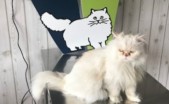 CLINICA VETERINARIA MIENGO