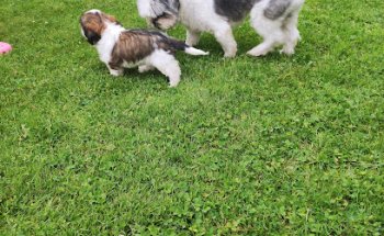 CLÍNICA VETERINARIA VICALVET SARÓN