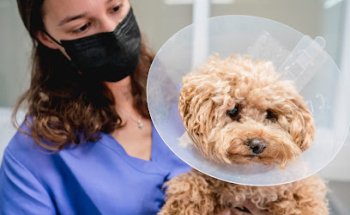 Centro Veterinario Piélagos