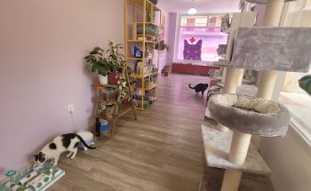 Clínica Veterinaria Sarón