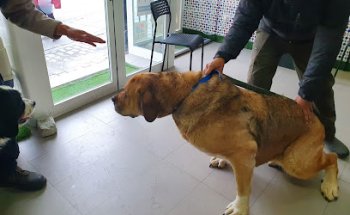 Centro Veterinario 7 Picos Cercedilla