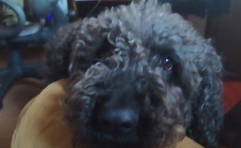 Centro Veterinario los Molinos