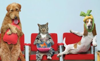 Centro Veterinario San Rafael