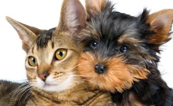 Centro Veterinario Ariscal