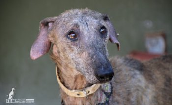 Fundación Benjamín Mehnert