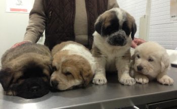 Clínica Veterinaria Almohade