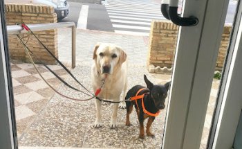 Veterinary Clinic Pines