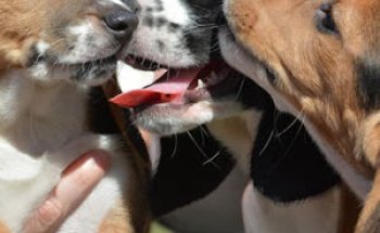 Clínica Veterinaria Noé Montequinto