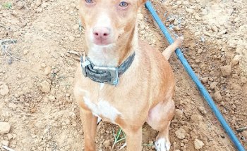 Clinica Veterinaria Manuel Jimenez