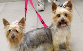 Mascovet Peluquería Canina Y Felina