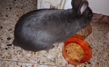 P.A.S.O.S. Protección Animal