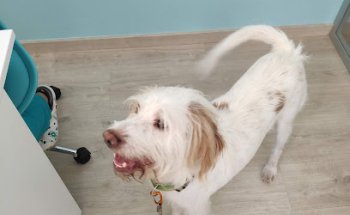 CENTRE VETERINARI ALBALAT