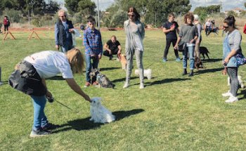 Colita | Adiestramiento canino