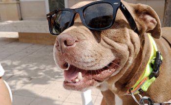 Clínica Veterinaria Veses