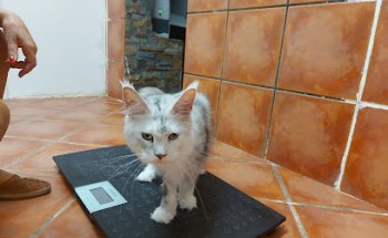 Clínica veterinaria Masía pavía