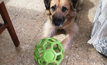 Clinica Veterinaria Xirivella