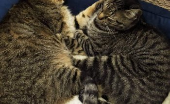 CLÍNICA VETERINARIA MAESTRO SOSA