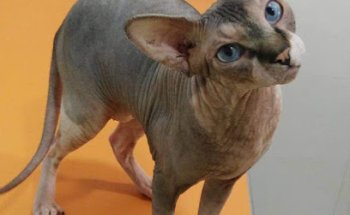 Clínica Veterinària Món Viu Orriols