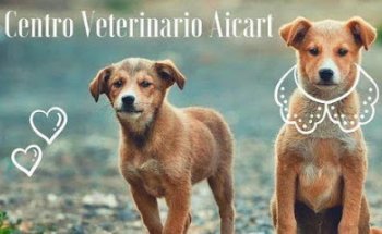 Centro Veterinario Gilet Aicart